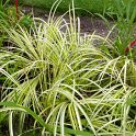 Acorus gramineus 'Ogon' (3)